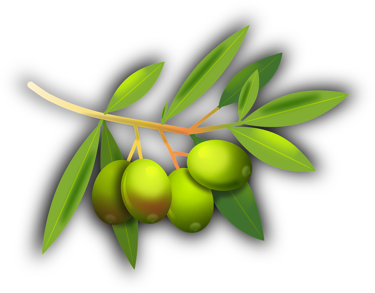 Olives Fruits Olive Tree Png Image - Gambar Kartun Buah Zaitun (1280x1011), Png Download