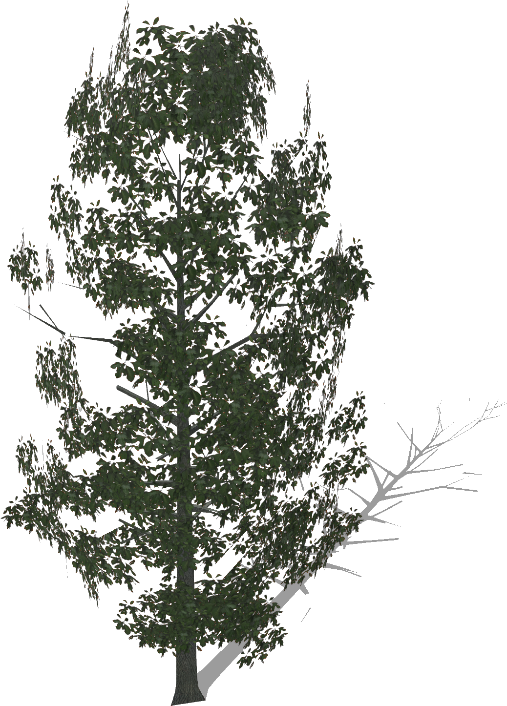 Bigsassafras - Pond Pine (1055x1448), Png Download