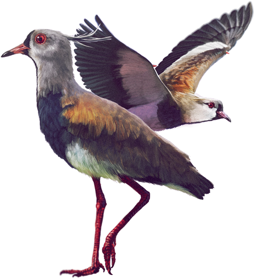 Ilustración - Aves De La Sabana De Bogota (600x600), Png Download