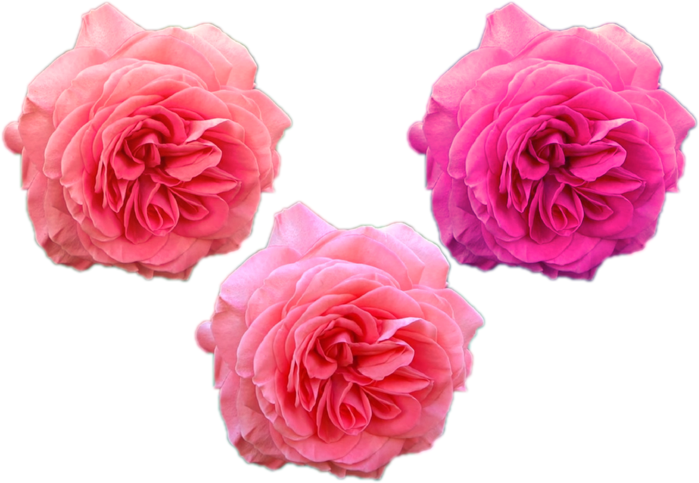 Flowers Png \png Roses Austin Rose Pink Purple Nature - Garden Roses (3000x2000), Png Download