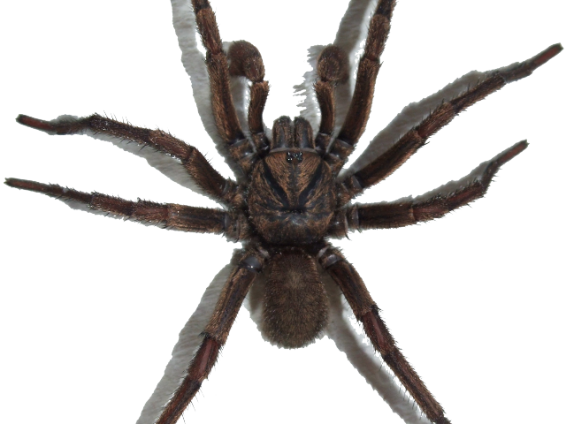 Spider Png Transparent Images - Паук Пнг (640x480), Png Download