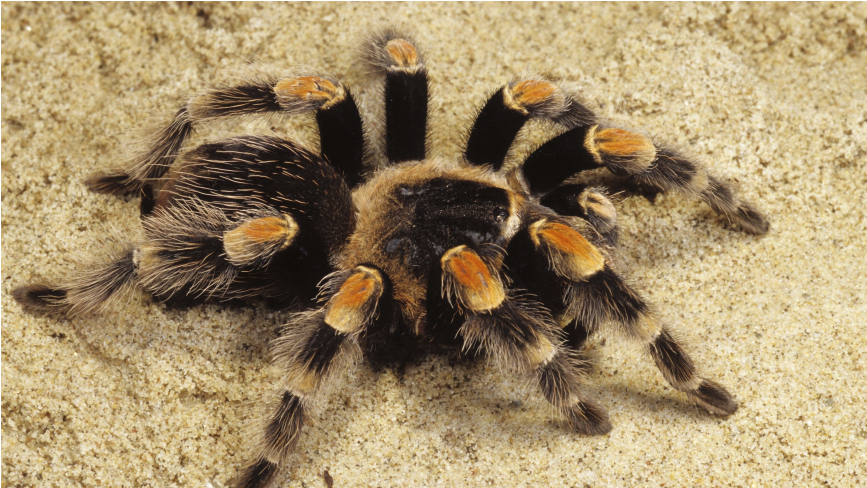 Spider - Tarantula On Sand (866x650), Png Download