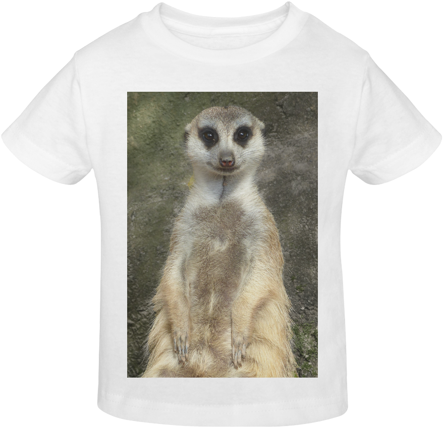 Meerkat (1000x1000), Png Download
