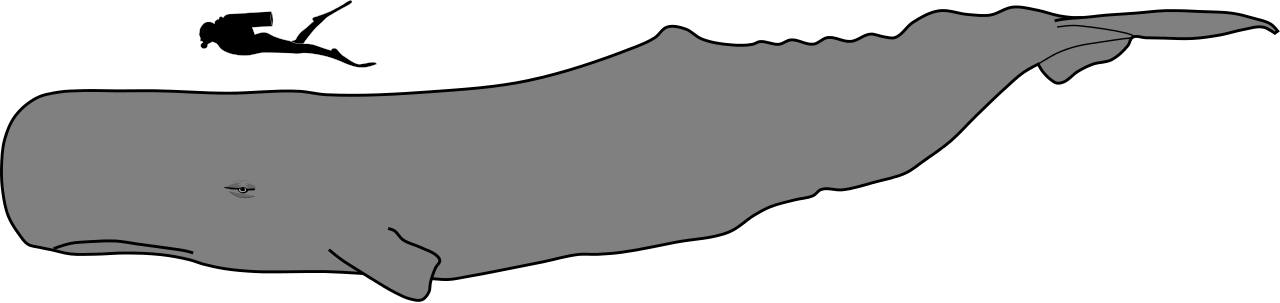 Sperm Whale Size - Sperm Whale Vs Human Size (1280x303), Png Download