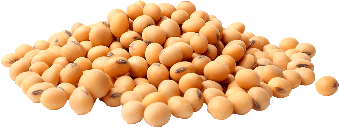 Organic Grains - Soya Bean In Png (1200x800), Png Download