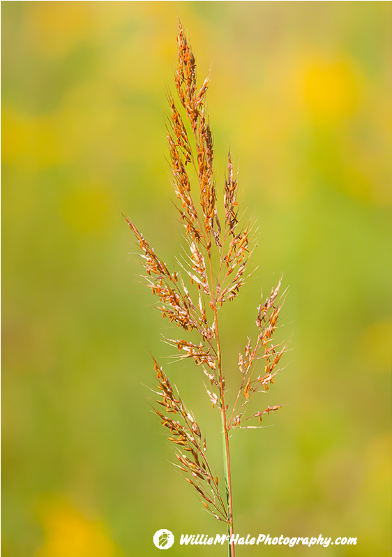 Wild Grass Wetzel 9 6 13 - Grass (1200x797), Png Download