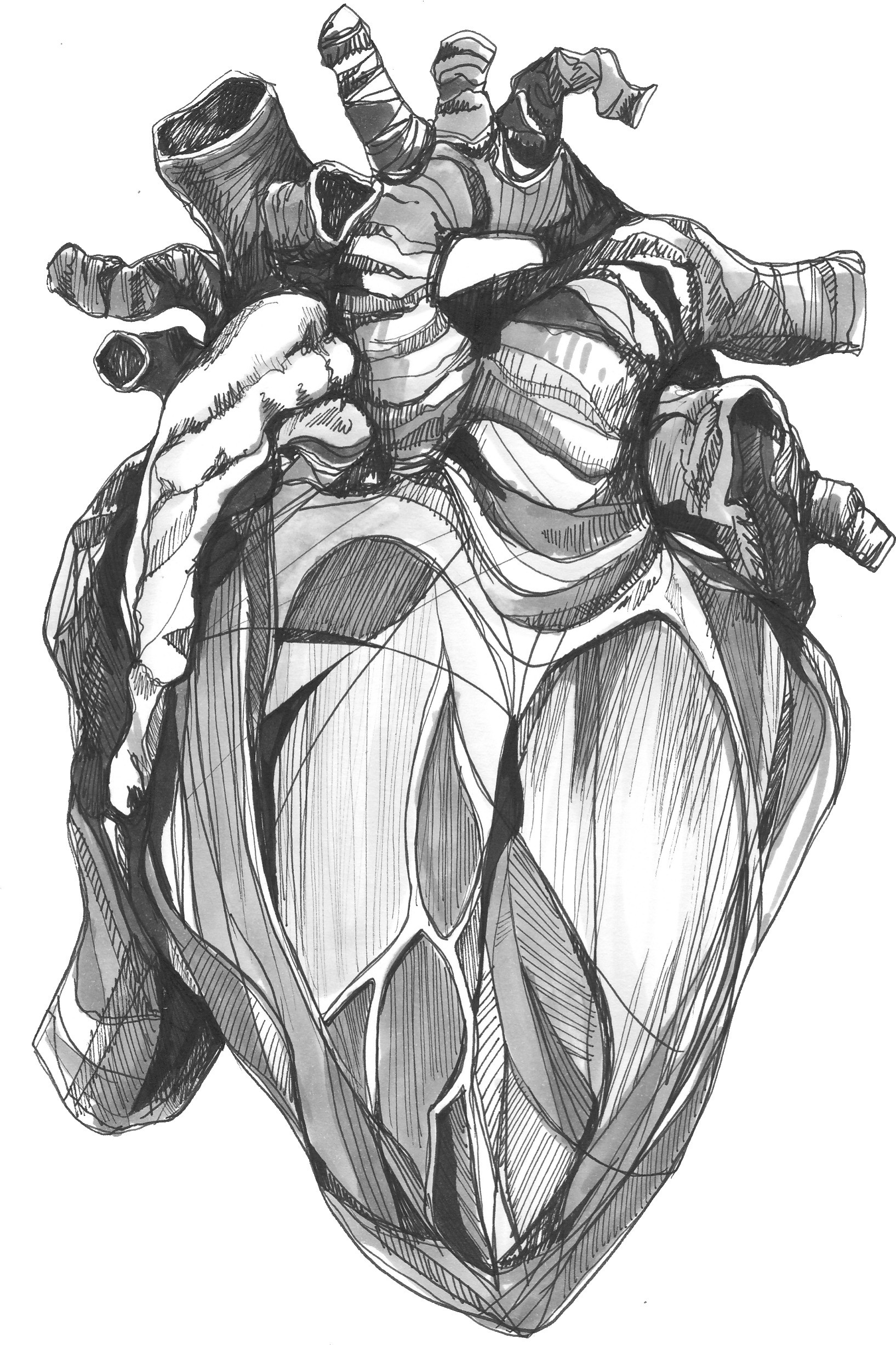 Cropped Bitmap In Hart Logo Transparent (1682x2521), Png Download