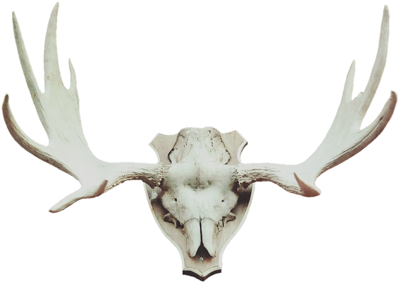 Antler Moose Antler Deer Antler - Animal Trophy Png (1280x852), Png Download