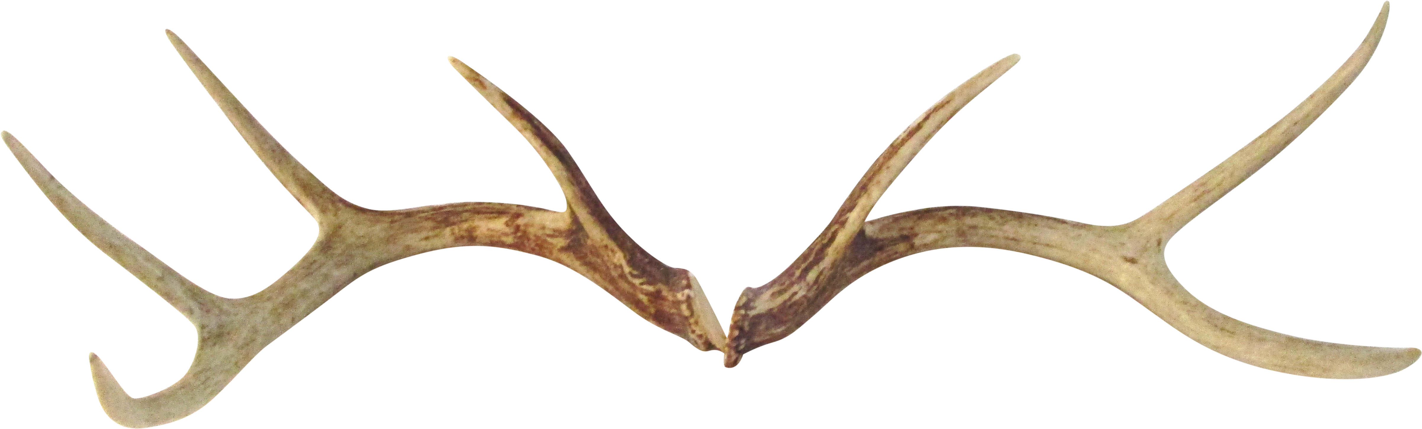 Deer Antlers Png - Transparent Deer Antler (5338x1610), Png Download