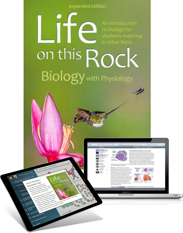 Picture - Online Advertising (628x800), Png Download