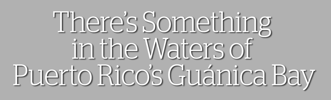There's Something In The Waters Of Puerto Rico's Guanica - Attitude Sayings (1304x396), Png Download
