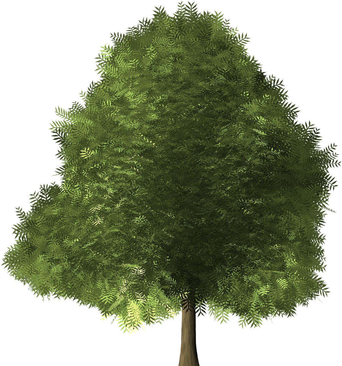 Maple Tree Maple Tree - Broad Leaved Tree (1280x1280), Png Download