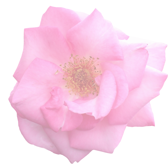 Blossom Flower Transparent (640x623), Png Download