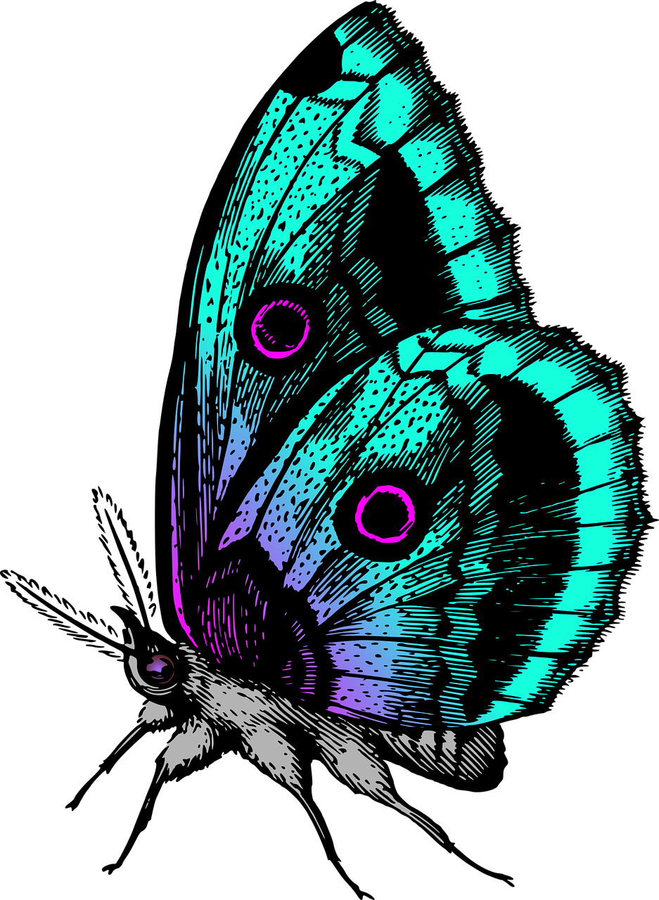 Animal Butterflies Butterfly Png Image - Colour Butterfly (937x1280), Png Download