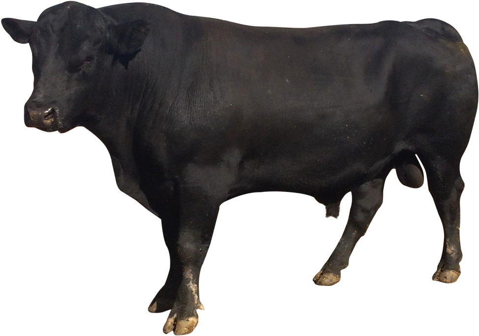 Download Bull Png Picture For Designing Work - Baflow Png (1000x720), Png Download