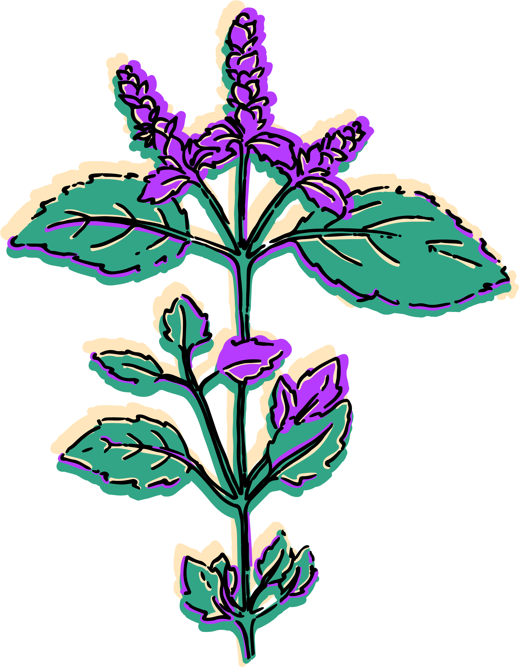 The Glories Of Tulasī Devī From The Śrī Nāradīya Purāṇa (1837x2377), Png Download