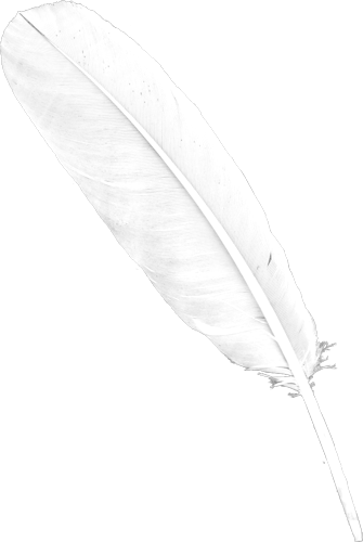 Transparent Background White Feather (335x500), Png Download