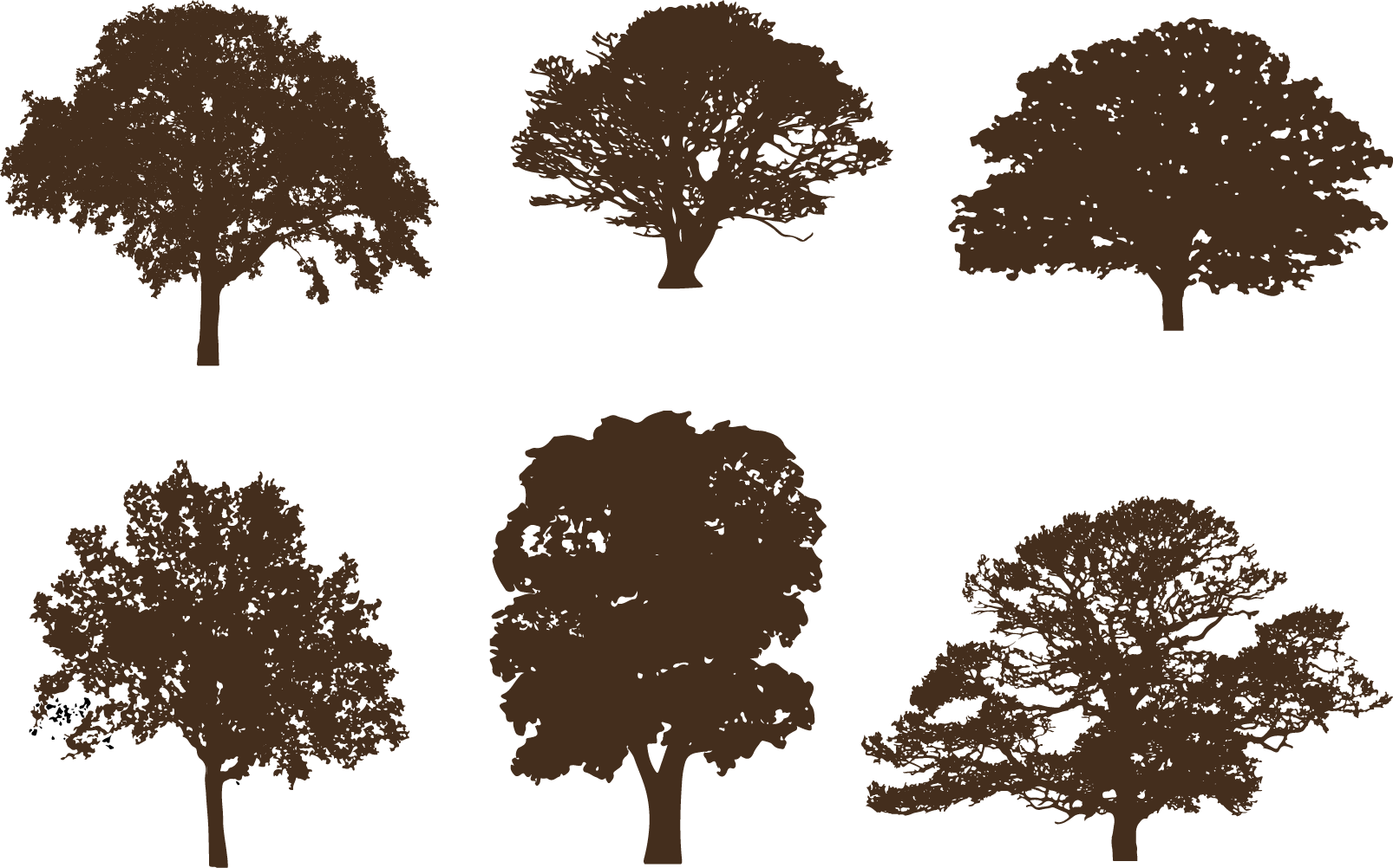 Oak Tree Silhouette (1606x1002), Png Download