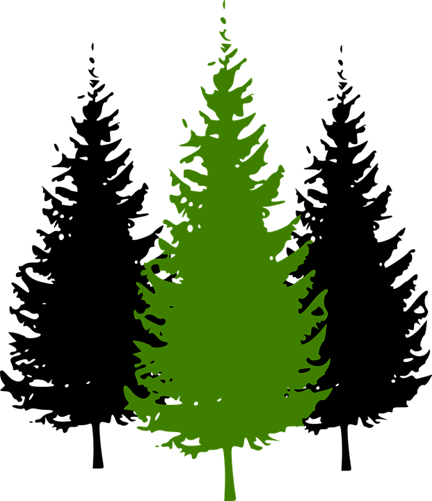 Pine Tree Silhouette Clip Art - Pine Tree Clip Art (621x720), Png Download