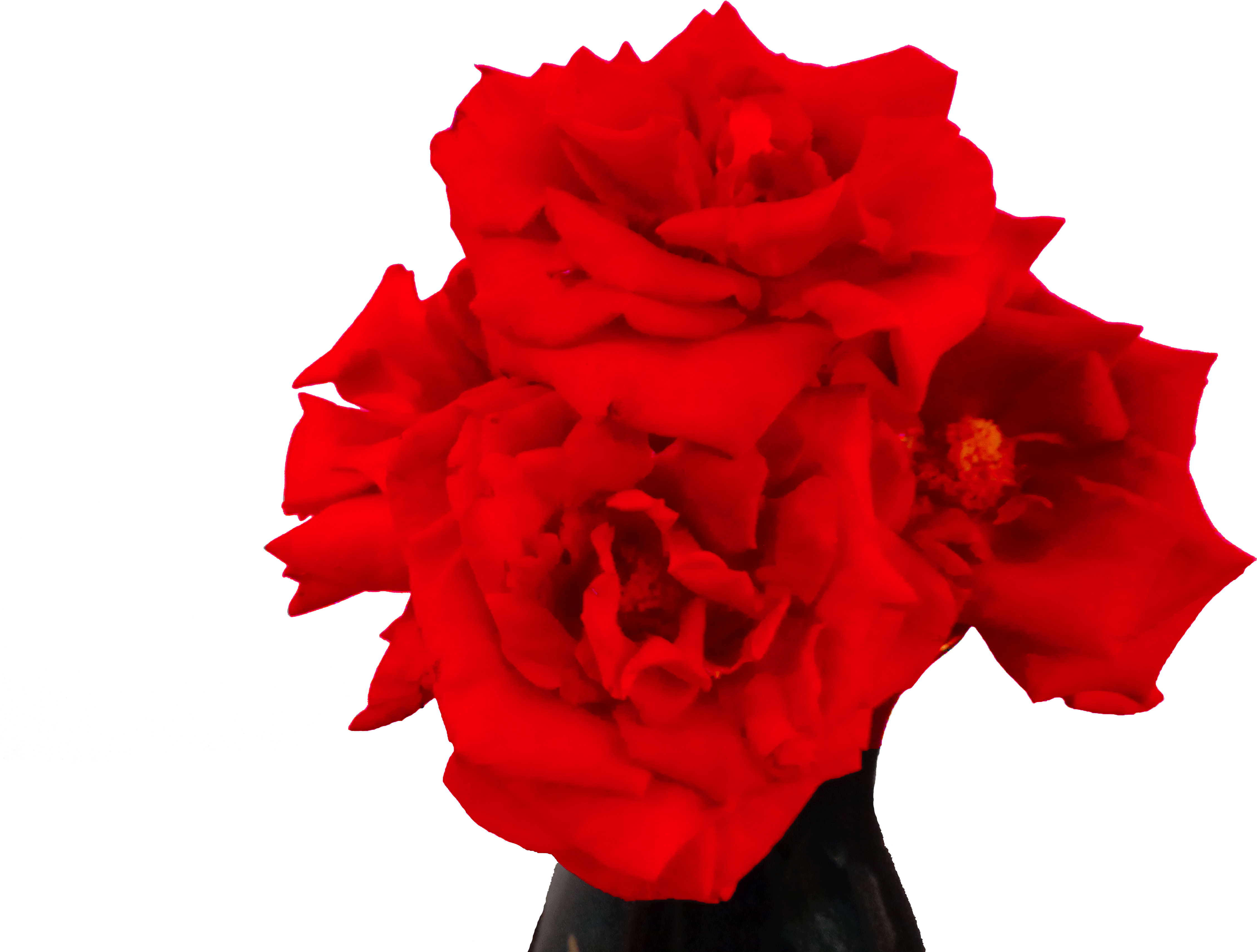 El Rojo Es Un Color Que Significa Pasión, Romance, - Steemit (5100x3675), Png Download