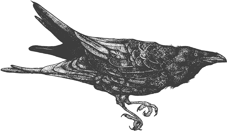 Png Transparent Stock Crows Drawing Blood - Drawing (1200x748), Png Download