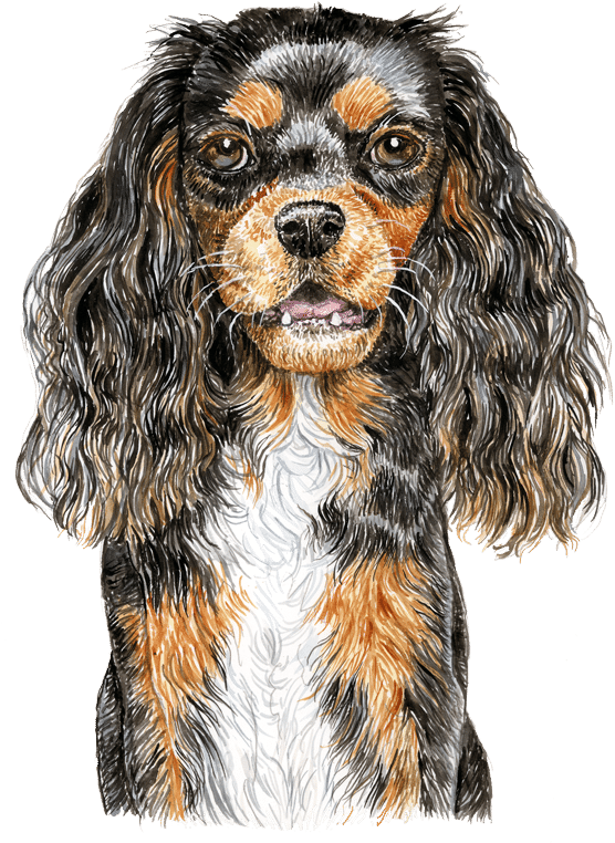 Ckc Spaniel Watercolour - King Charles Spaniel (600x800), Png Download