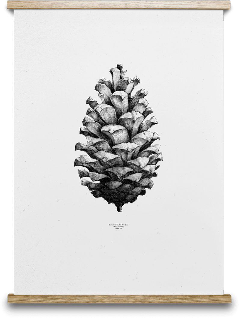 Pinecone Drawing Plant - Pine Cone Print By Paper Collective (802x1062), Png Download
