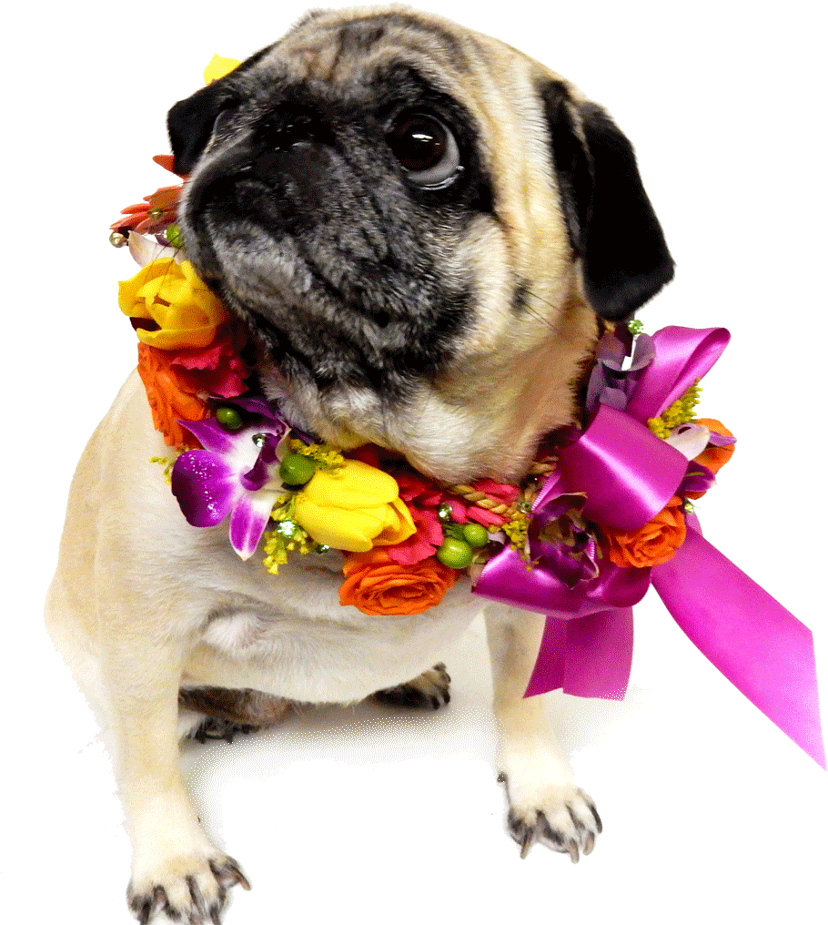 Flowers And Dog Png (1024x1024), Png Download