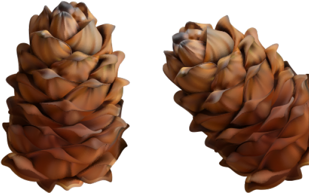 Conifer Cone (640x480), Png Download