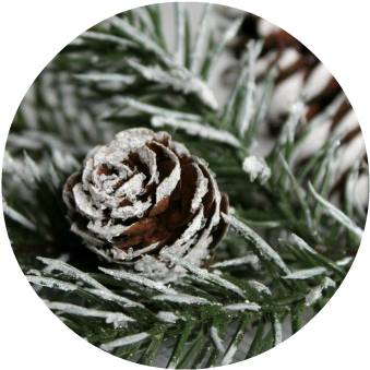 Diy Snow Covered Branches And Pinecones - Song Sparrow (500x361), Png Download