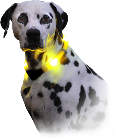 Dog With Light Collar Leuchite Premium - Collier Pour Chien Avec Lumière (400x479), Png Download