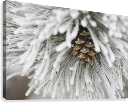 Calgary, Alberta, Canada - Calgary, Alberta, Canada; Frost Covered Pine Needles (429x344), Png Download