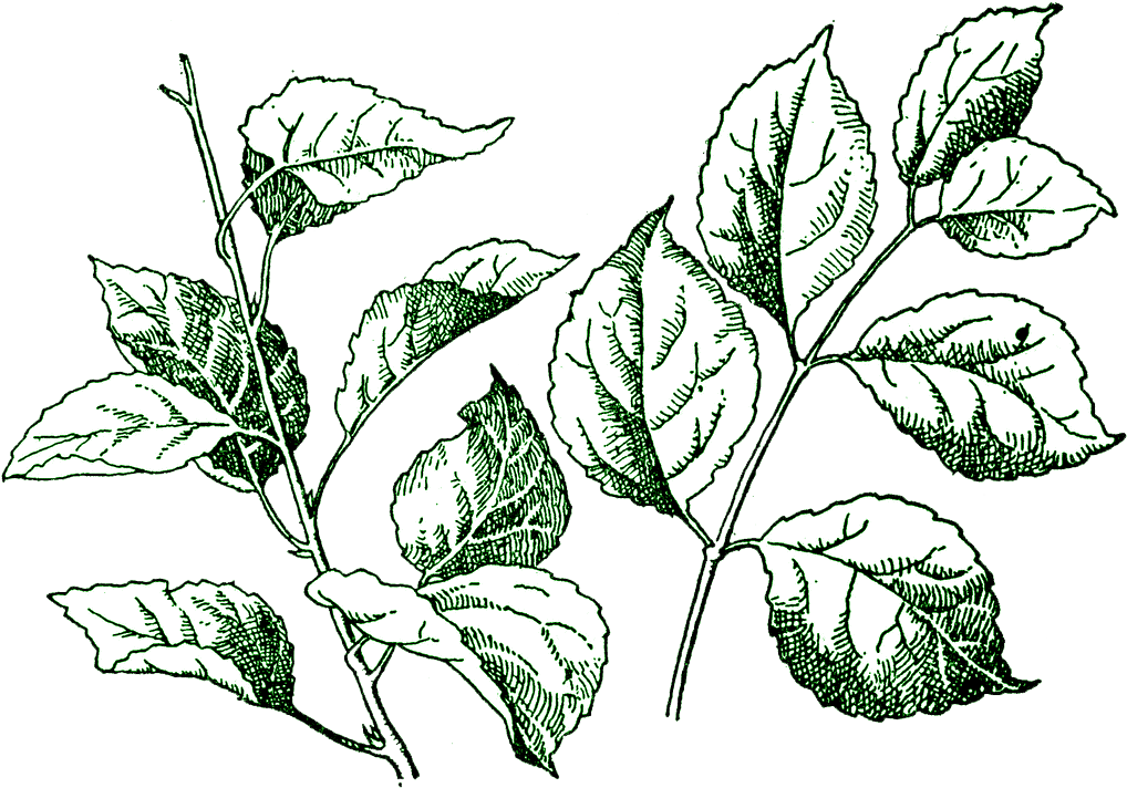 Digital Stamp Gorgeous Cake Ideas And Designs - Leaf Stamp Png (1024x718), Png Download