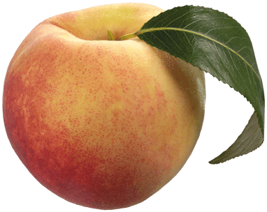 Peach Solo - Peach Png Clipart (400x400), Png Download