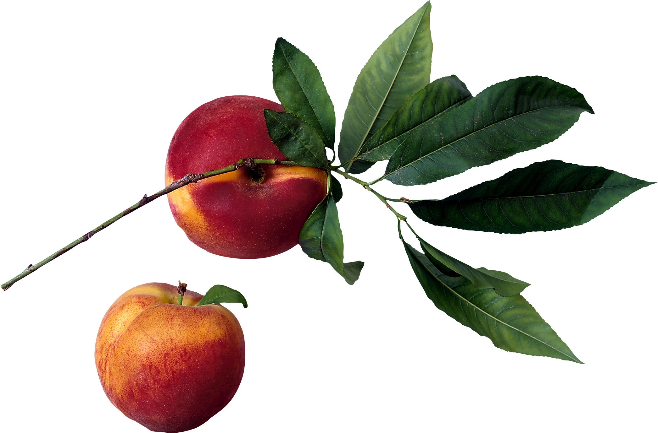 Fruit In Tree Png (2092x1379), Png Download