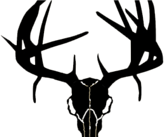 Western Recreation Ind 9308 Buck Skull With Drop Tines (640x480), Png Download
