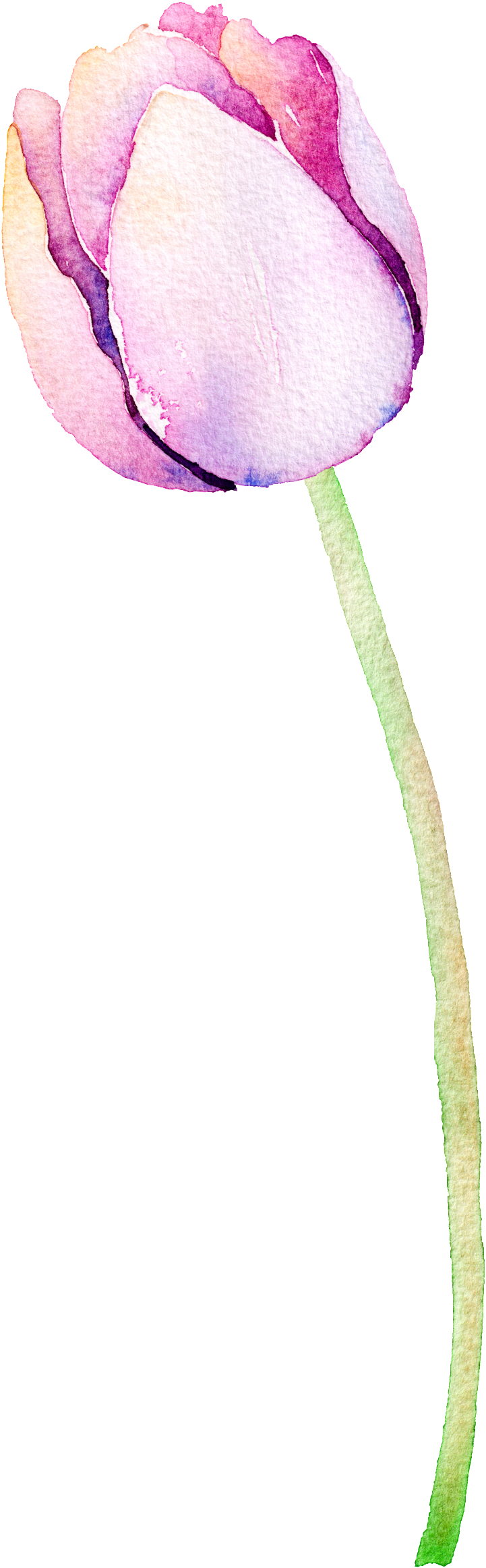 Purple Flower Hand Painted Watercolor Cartoon Transparent - Alideco Decorative Craft Washi Masking Tape Japanese (1024x2457), Png Download