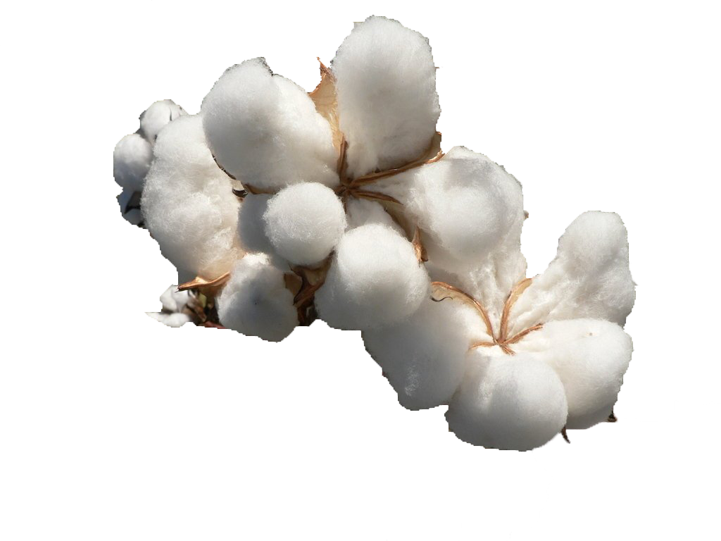 Cotton Png File Download Free - Southern Colonies Crops (1024x768), Png Download