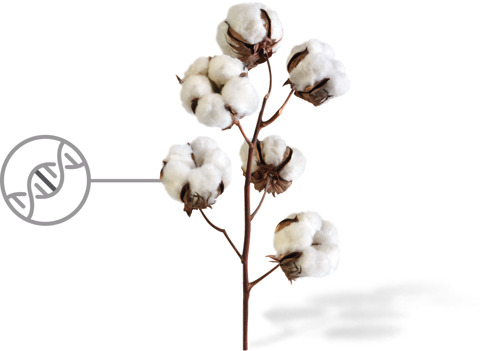Cotton Png Image With Transparent Background - Cotton Plant (944x687), Png Download