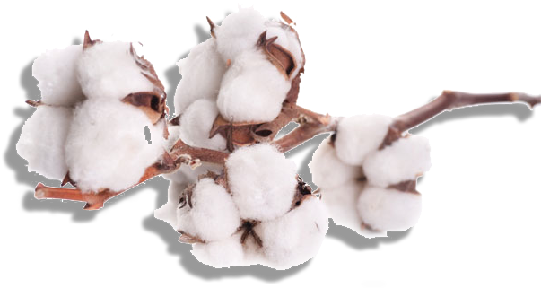Cotton Png (631x360), Png Download