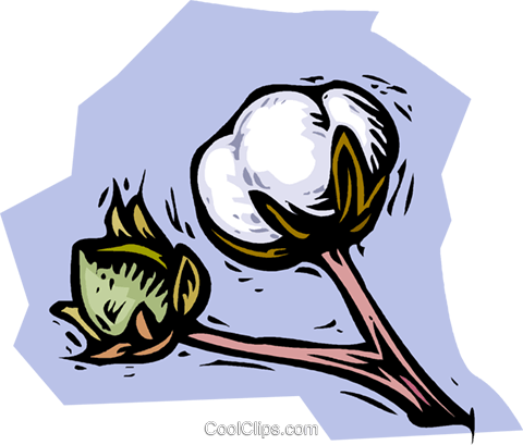 Download Cotton Plant Royalty Free Vector Clip Art Illustration - Cotton Plant  Cartoon Drawing PNG Image with No Background 
