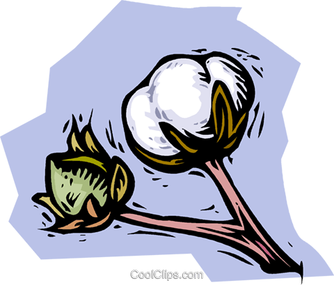Download Cotton Plant Royalty Free Vector Clip Art Illustration - Cotton Plant Cartoon Drawing PNG Image with No Background Download Cotton Plant Royalty Free Vector Clip Art Illustration - Cotton Plant Cartoon Drawing PNG Image with No Background