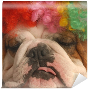 English Bulldog With Colorful Clown Wig Wall Mural - Clown (400x400), Png Download