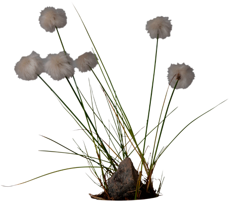 3d View - Filago Vulgaris (550x420), Png Download