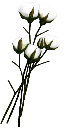 Cotton Png - Хлопок Png (450x450), Png Download