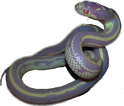 Snake Aesthetic - Snake Aesthetic Transparent (406x347), Png Download