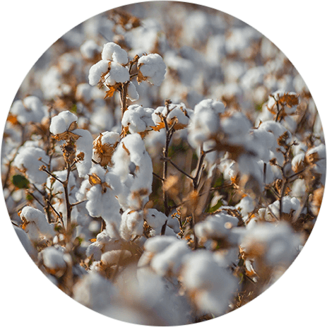 10 Point Plan For Irrigated Cotton - Yarrow (463x463), Png Download