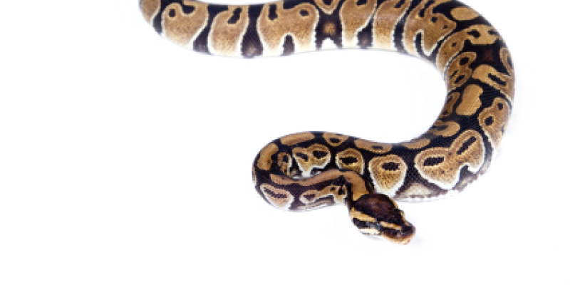 Snakes - Boa Serpente Png (800x400), Png Download