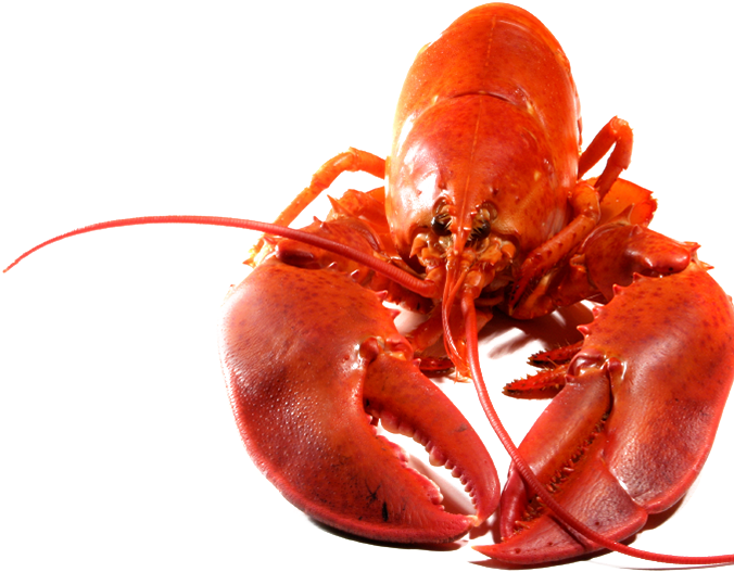 Lobster Png Transparent Image - Lobster Png (849x564), Png Download