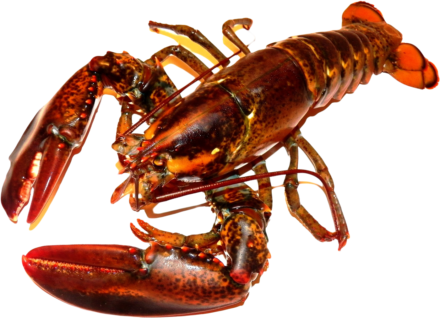 Lobster Png (1594x1196), Png Download
